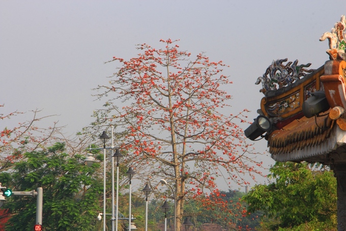 Hoa gạo trong ánh nắng bên những công trình cổ kính ở Huế.