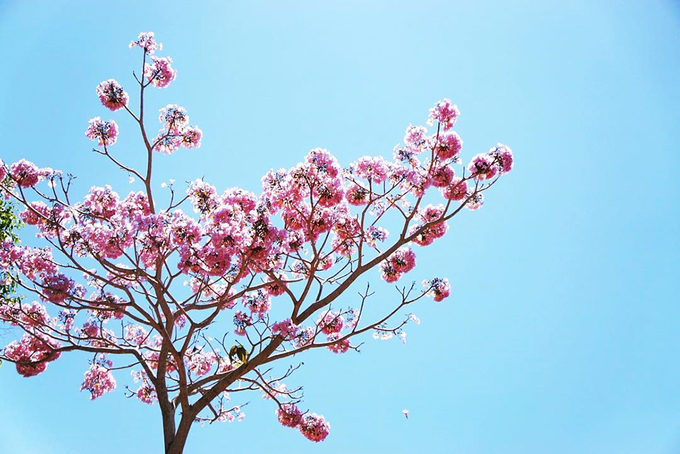Thông thường, lá cây sẽ rụng khi hoa nở nên bạn chỉ nhìn thấy những chùm hoa phấn hồng khoe sắc trên nền trời xanh ngắt. Cây còn cho quả hình trụ, bên trong có hạt dùng để nhân giống. Ảnh: Uyên Bùi.