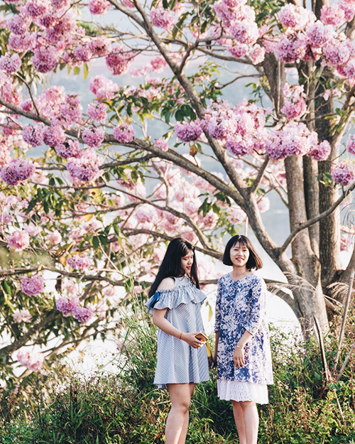 Hoa phấn hồng còn được nhiều người gọi là hoa kèn hồng. Đây là loại cây thân gỗ, chiều cao trung bình 10 – 15 m. Hoa khi nở có màu hồng phấn bắt mắt. Hiện giống cây này tại Bảo Lộc đã trụi lá, khoe những chùm hoa màu hồng nhạt phủ kín tán cây. Ảnh: Phương Anh.