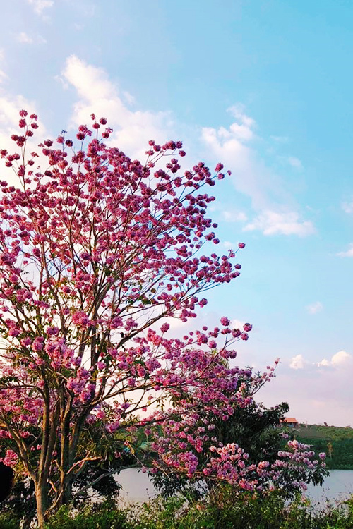 Nếu muốn ngắm loài hoa này, bạn có thể đến các tuyến đường như: Lý Thái Tổ, Bùi Thị Xuân, Kim Đồng, Nguyễn Công Trứ, Quốc lộ 20, Lý Thường Kiệt… hoặc Công viên hồ thượng lưu Đồng Nai, khu vực phía Đông hồ Nam Phương. Hiện toàn thành phố có hơn 2.000 cây hoa phấn hồng. Ảnh: Kang Angle.