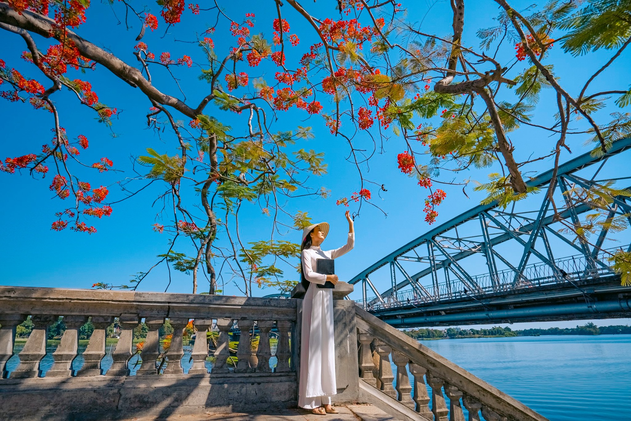 Du khách ngắm hoa phượng Huế bên cầu Trường Tiền