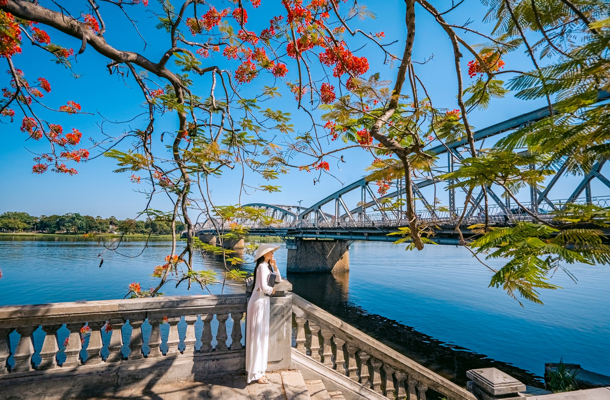 Hoa phượng Huế rực rỡ dọc bờ sông Hương