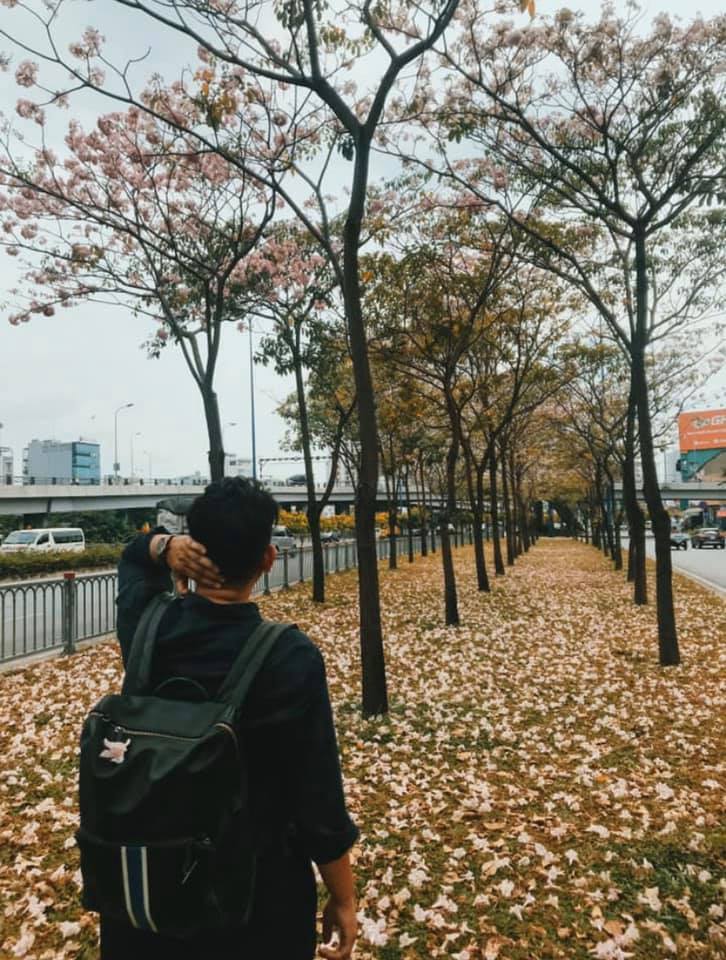 Mùa hoa kèn hồng Sài Gòn nở rộ