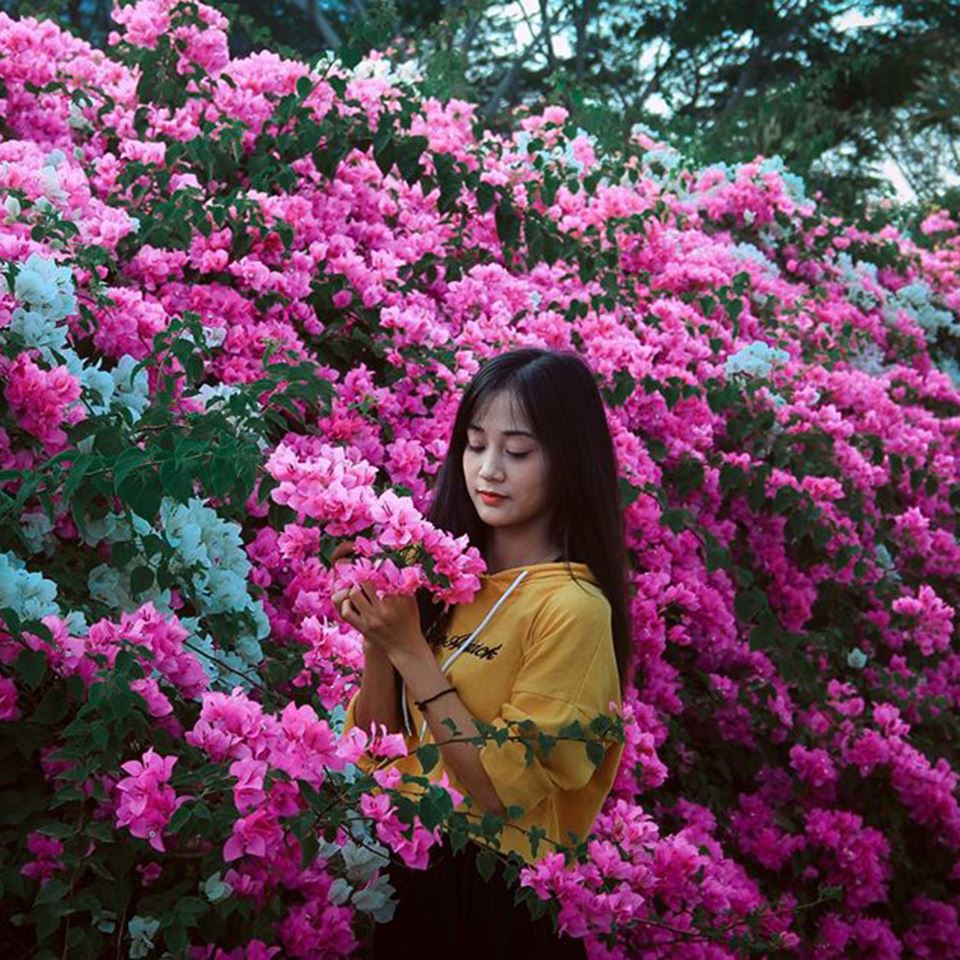 Mùa hoa giấy Sài Gòn