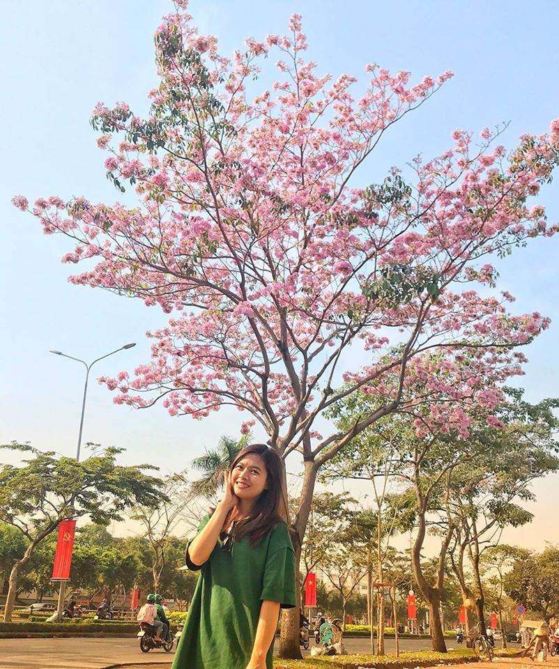 Mùa hoa kèn hồng Sài Gòn trên đường phố