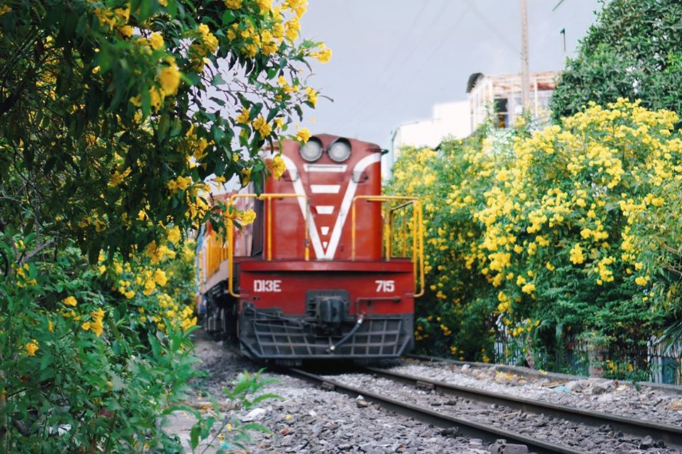 Mùa hoa huỳnh liên Sài Gòn rực rỡ