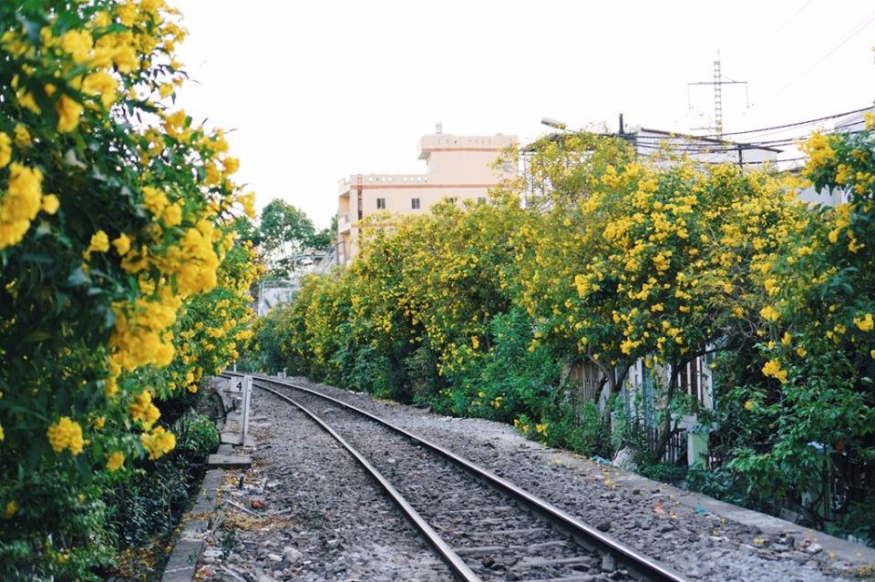 Mùa hoa huỳnh liên Sài Gòn