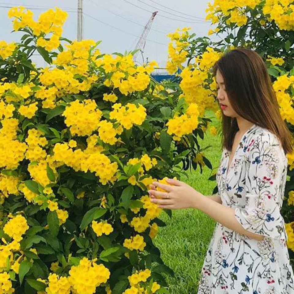 Mùa hoa huỳnh liên Sài Gòn