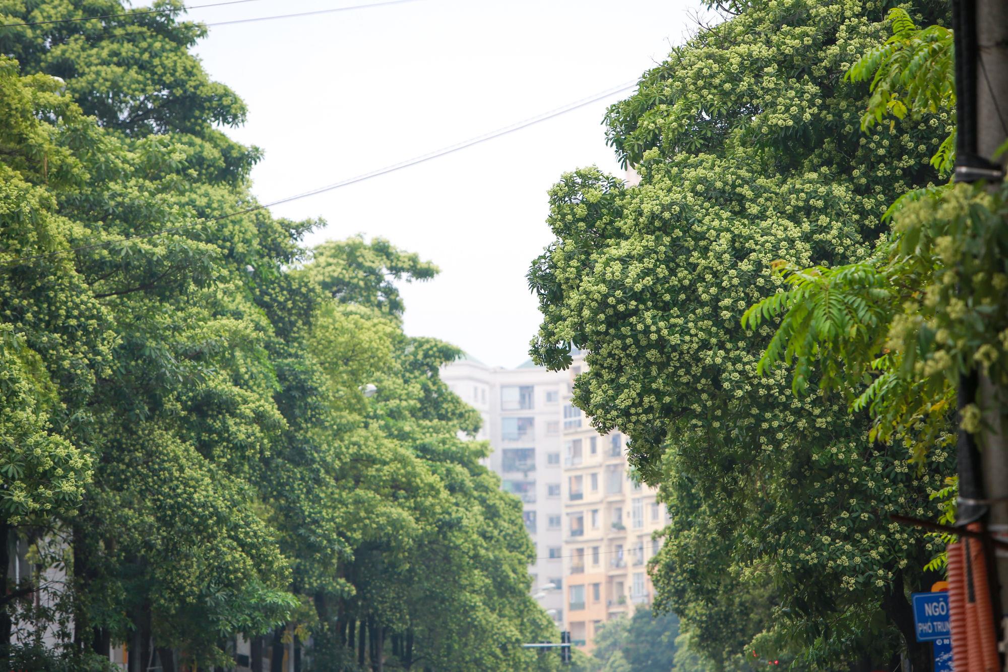 Mua-hoa-sua-Ha-Noi.10