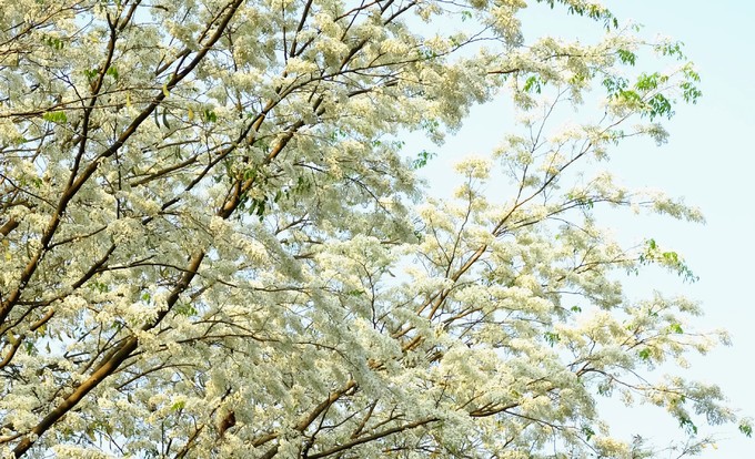 Đầu tháng 3, khi miền Bắc còn chút lạnh, và mưa xuân lất phất xen lẫn chút nắng là lúc hoa sưa bắt đầu nở trên các con đường, góc phố trung tâm thủ đô. Những ngày này, bạn chỉ cần đi dạo một vòng là có thể khám phá ra rất nhiều địa điểm hoa sưa nở trắng xóa.
