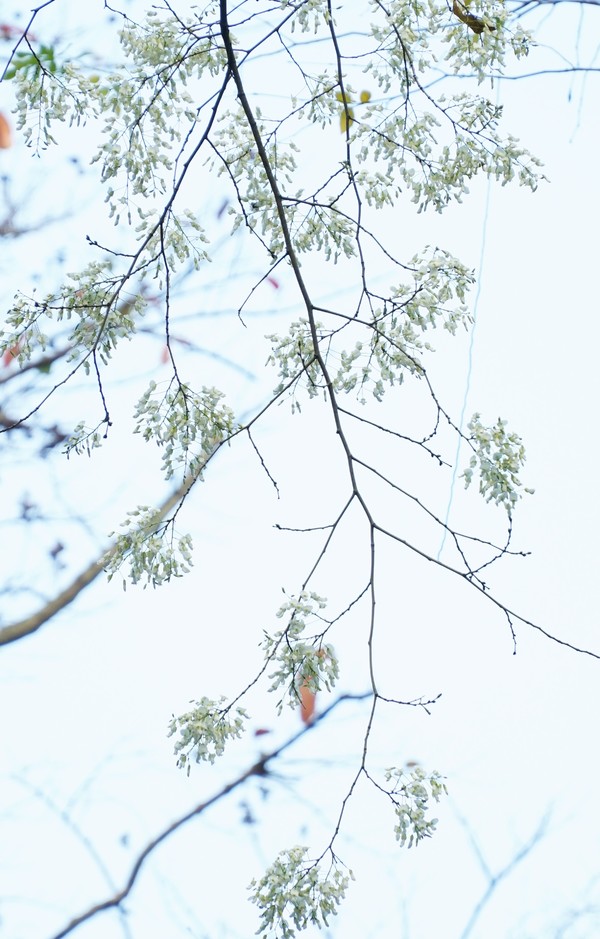 Sưa là một loại cây thân gỗ, tán thưa, hoa nở trắng từng chùm và thơm, thường được trồng trên đường phố, nhưng gỗ của chúng cũng có giá trị kinh tế cao.