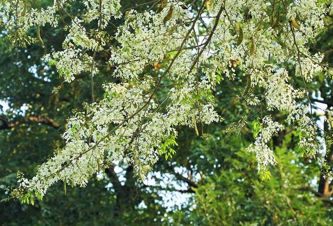 Ven đường Thanh Niên hướng hồ Tây là điểm hẹn quen thuộc của các nhiếp ảnh gia chuyên nghiệp lẫn nghiệp dư vì có nhiều hoa sưa, hoa ban nở khi mùa xuân đến.