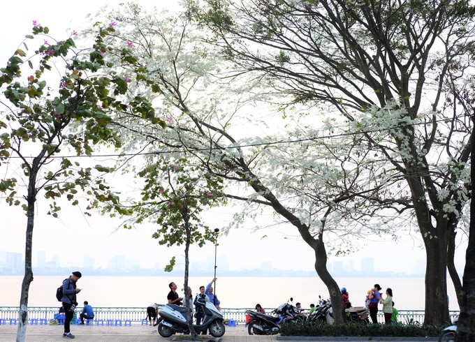 Góc đường Ngô Quyền - Lê Thạch và vườn hoa Lý Thái Tổ, quanh khu vực nhà Bát Giác cũng là địa điểm có nhiều cây hoa sưa đang bung nở trắng xóa. Bên cạnh là những cây mới bắt đầu nở, hoặc đang ra lá xanh non.