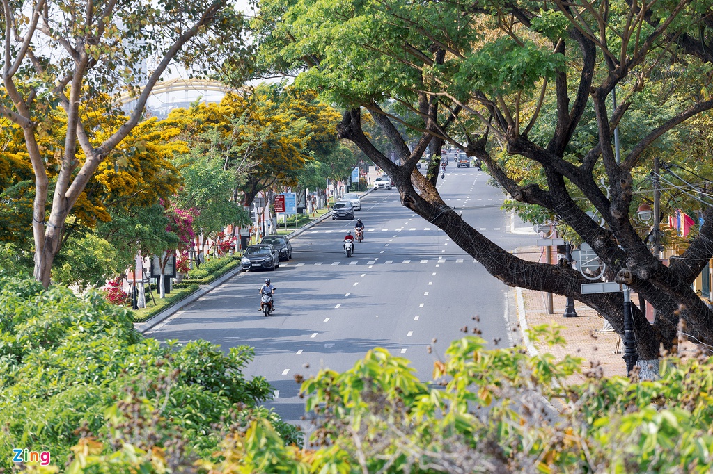 Đặc điểm cây hoa sưa Đà Nẵng có tán rộng và dễ nhân giống