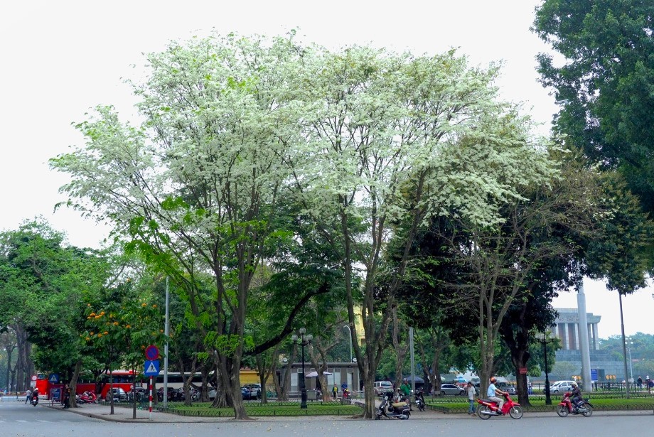 Mùa hoa tháng 3 ở Hà Nội: khám phá sắc hoa nở rộ giữa lòng Thủ đô