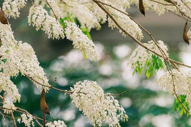 Hoa sưa trắng ngần dịu dàng trong nắng xuân