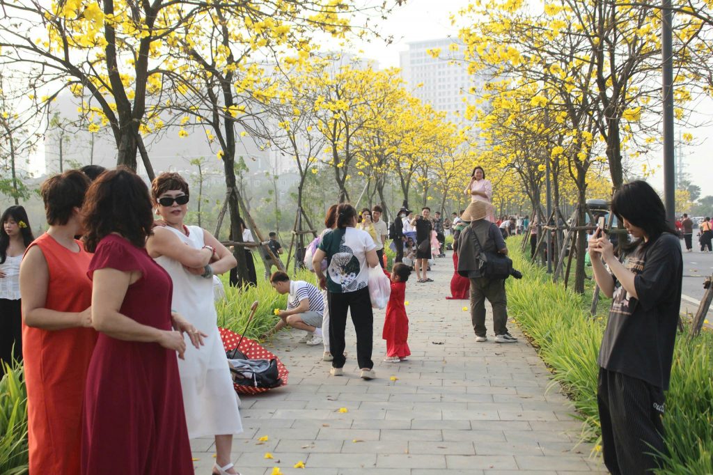 Hoa phong linh vàng rực rỡ trong mùa hoa tháng 3 ở Hà Nội