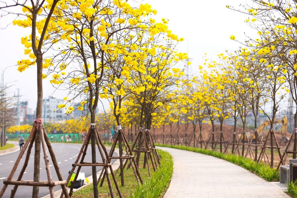Sắc vàng rực rỡ của hoa phong linh tại Hà Nội