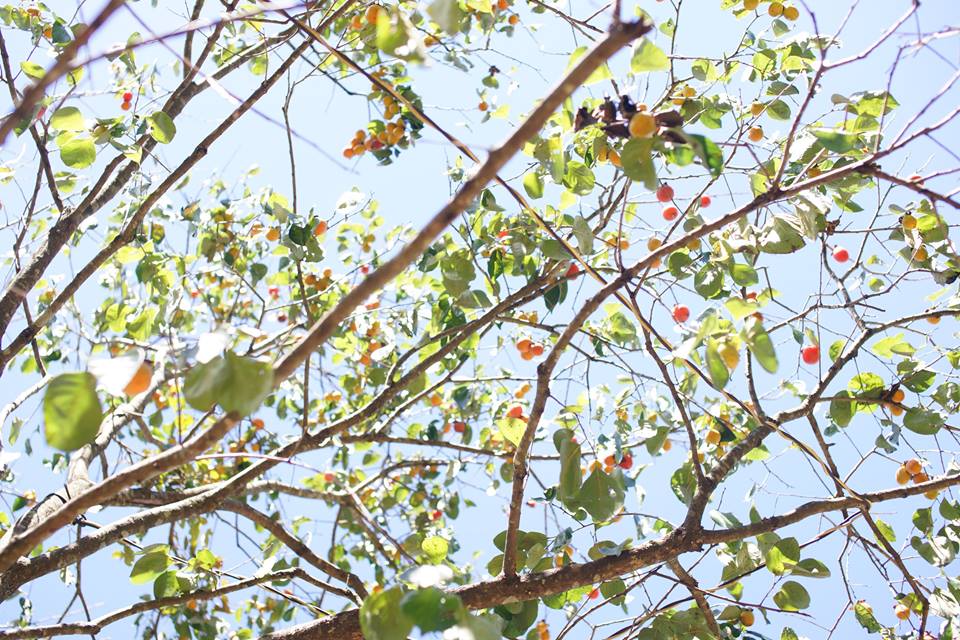 Cảnh đẹp mùa hồng Đà Lạt tháng 9-11