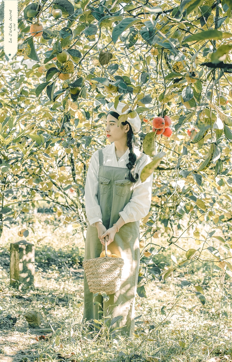 Hồng chín Đà Lạt đẹp mắt bên đèo Mimosa