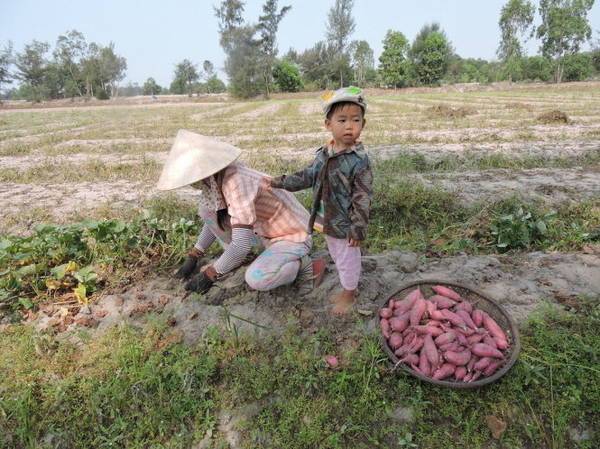 Mùa khoai lang vùng đất cát Quảng Nam