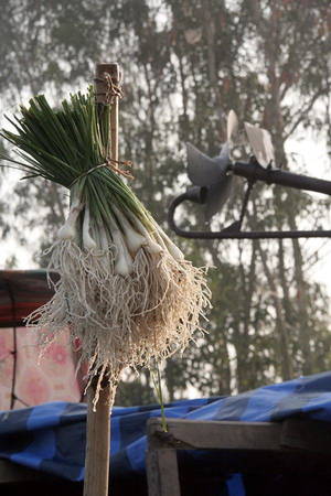 Chùm kiệu treo trên sào, trên một ghe thương hồ miền quê - Ảnh: Trân Duy