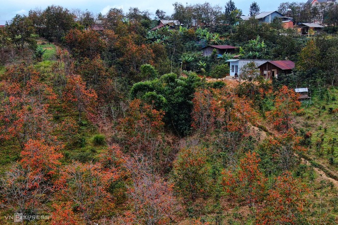 Cuối năm, nhiều loài cây trên vùng cao nguyên Langbiang đến mùa thay lá. Một trong những điểm đến đang được yêu thích gần Đà Lạt là vườn hồng Đà Lạt ở huyện Lạc Dương với sắc đỏ, vàng tạo nên khung cảnh như mùa thu xứ ôn đới.