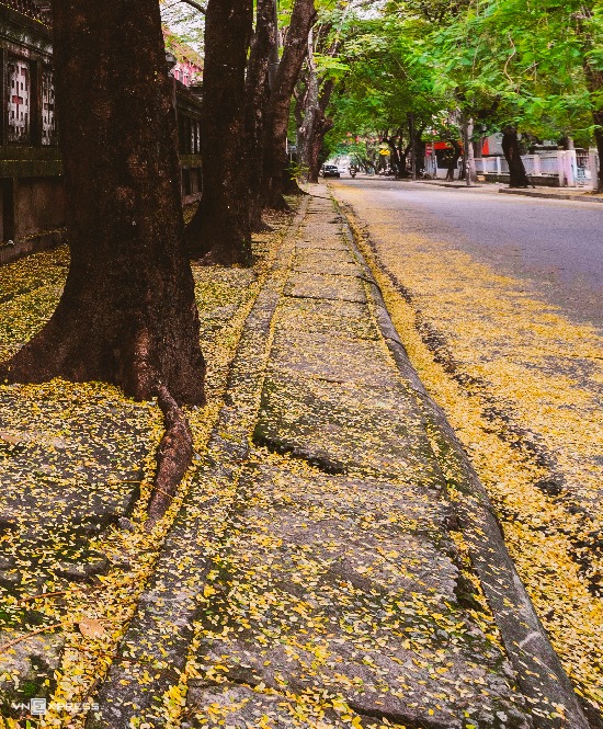 Cung đường phượng bay lãng mạn thu hút khách du lịch Huế