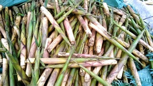 Ngọn măng sặt Tây Bắc tuy nhỏ nhưng ngon và tinh túy