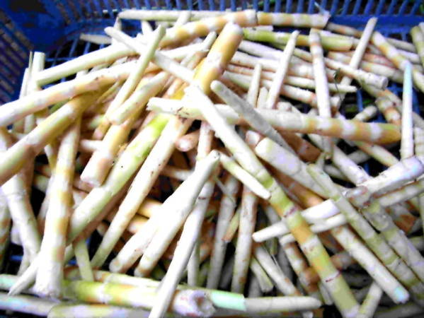 Măng sặt Tây Bắc sau khi được bóc vỏ có màu trắng