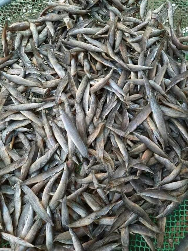 Khô cá chạch đặc sản mùa nước nổi miền Tây