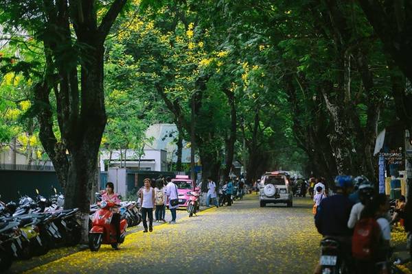 Mùa phượng vàng Huế khoe sắc từ tháng 5 đến tháng 7