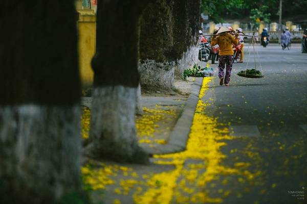 Thời tiết Huế tạo điều kiện cho mùa phượng vàng Huế nở đẹp