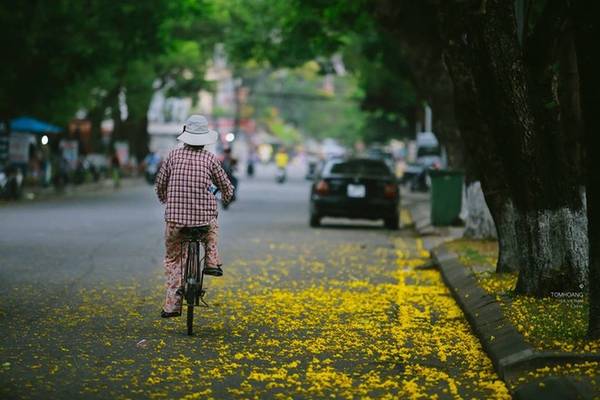 Đặc điểm hoa phượng vàng Huế khác phượng vĩ