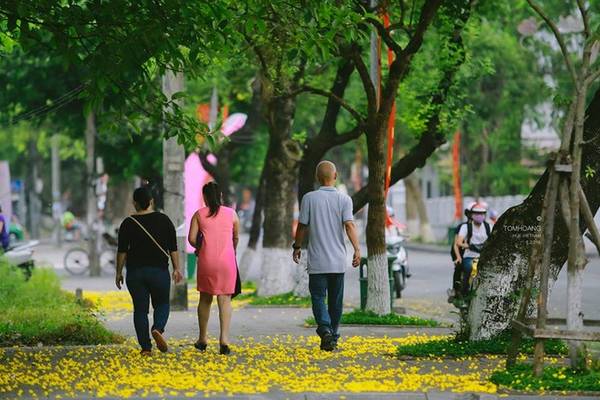 Cánh hoa phượng vàng Huế rơi tạo thảm vàng