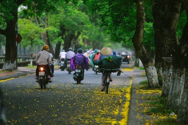 Hoa phượng vàng được trồng dọc các con phố Ngô Quyền, ngã ba Phan Bội Châu, Lê Lợi. Nơi đây thu hút nhiều du khách, cũng như những người yêu nhiếp ảnh tới để thỏa sức sáng tác.