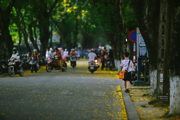 Hoa rơi theo dòng người hối hả với những lo toan đời thường và theo bước chân em nhỏ đến trường.