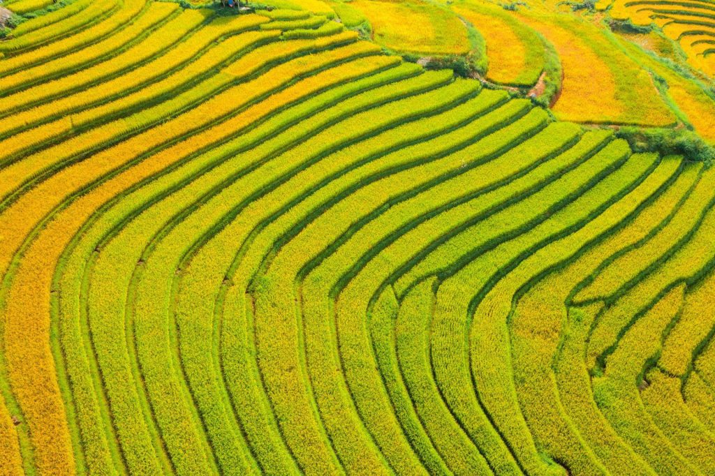 Lúa vàng đến lúc thu hoạch trong Mùa vàng bản Mây