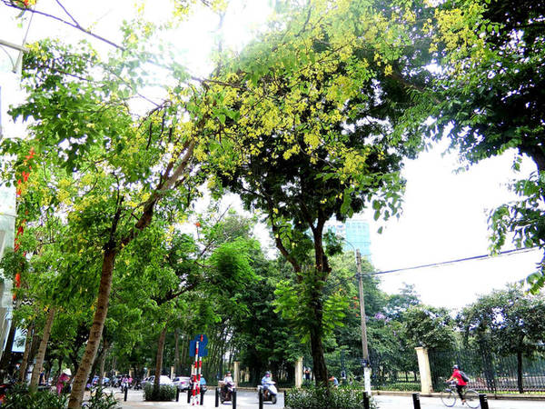 Loài hoa này có nguồn gốc từ miền Nam Á. Vài năm gần đây, muồng hoàng yến được trồng nhiều tại các tuyến phố của Hà Nội, tạo nên một mảng màu rực rỡ mỗi khi hè về.