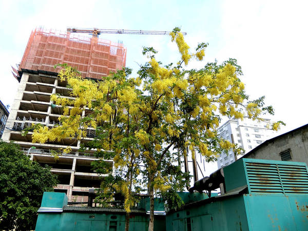 Hàng năm cứ vào khoảng tháng 5, muồng hoàng yến lại nở rộ khoe sắc vàng giữa cái nắng chói chang của mùa hè. Nhiều người ví von cây như người thiếu nữ quý tộc, lúc nào cũng yểu điệu, kiêu sa.
