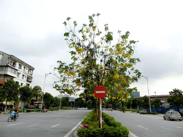 Quả muồng hoàng yến dạng đậu hình trụ, hơi có đốt, dài 20–60 cm hoặc hơn, khi khô có vỏ cứng.
