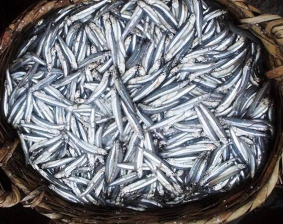 Cá cơm than – nguyên liệu chính tạo nên vị ngọt nguyên chất nước mắm Nam Ô