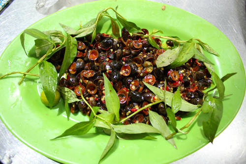 Ốc dừa