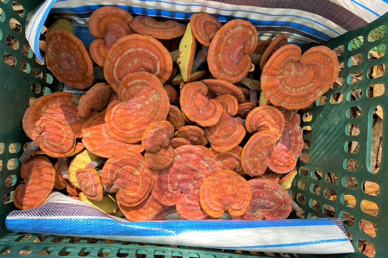 Nấm linh chi Gia Lai