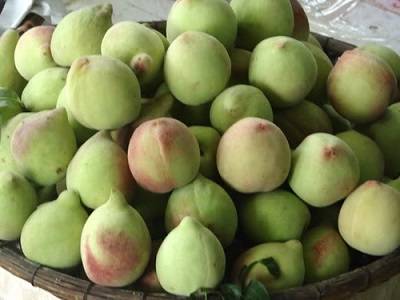 Đào rọ Sapa - Món quà thực phẩm được nhiều du khách chọn mua