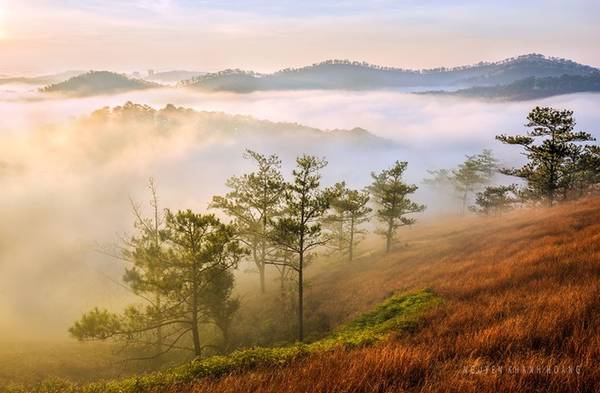Đồi cỏ hồng chuyển thành màu cỏ cháy, được mệnh danh là thung lũng vàng duy nhất ở Đà Lạt