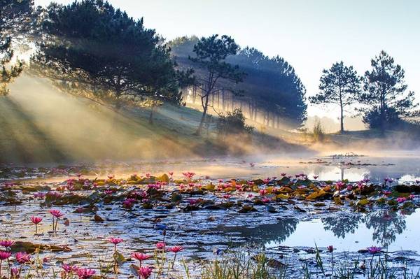 Sắc xuân còn vương trên mặt hồ ở đồi Cù bằng màu hoa súng tím biếc
