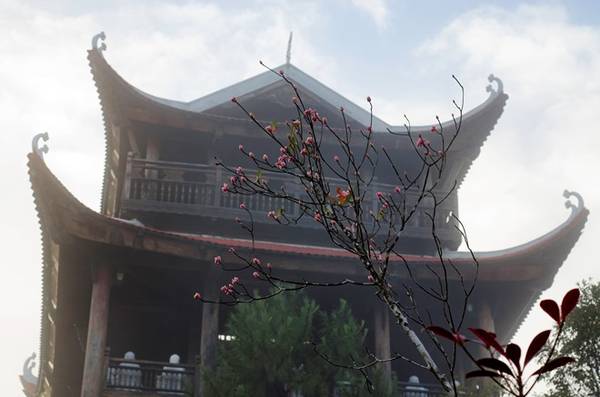Hoa đào chuông Bà Nà nở tại đền Lĩnh Chúa Linh Từ