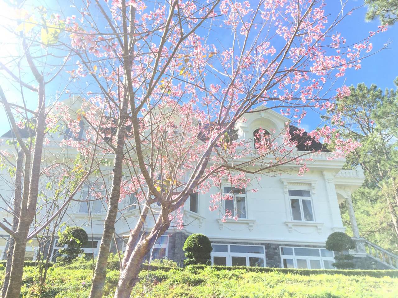Ảnh: Fb Swiss-Belresort Tuyen Lam Da Lat