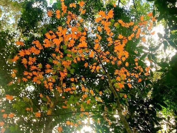 Ngắm lá phong Đà Lạt rực rỡ tại hồ Tuyền Lâm